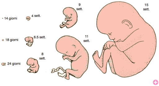 sviluppo-del-feto-nel-primo-trimestre 1