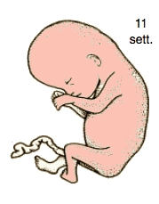 sviluppo-del-feto-nel-primo-trimestre 2